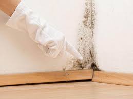 Reliable Superior, WI Mold Removal Services Solutions